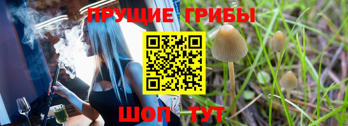 Мурино  Галлюциногенные грибы Cubensis  Вход с VPN 
